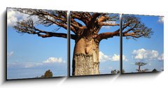 Obraz 3D tdln - 150 x 50 cm F_BM35346774 - big baobab tree of Madagascar