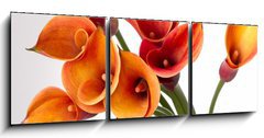 Obraz 3D tdln - 150 x 50 cm F_BM37918166 - Orange Calla lilies(Zantedeschia) over white
