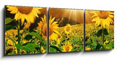 Obraz 3D tdln - 150 x 50 cm F_BM7160083 - Sunflowers