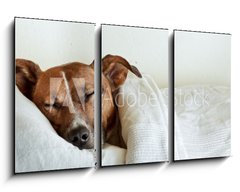Obraz 3D tdln - 90 x 50 cm F_BS38583425 - dog in bed