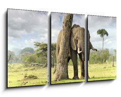 Obraz 3D tdln - 90 x 50 cm F_BS40503276 - African elephants