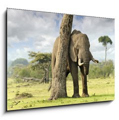 Obraz 1D - 100 x 70 cm F_E40503276 - African elephants