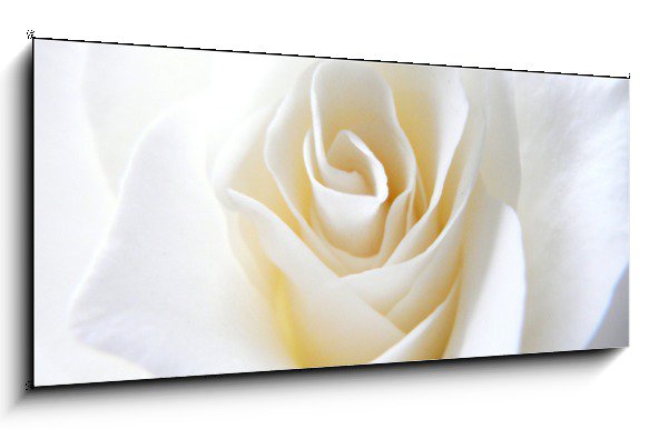 Obraz do bytu květ bílé růže