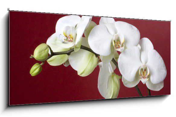 Obraz květů bílé orchidee