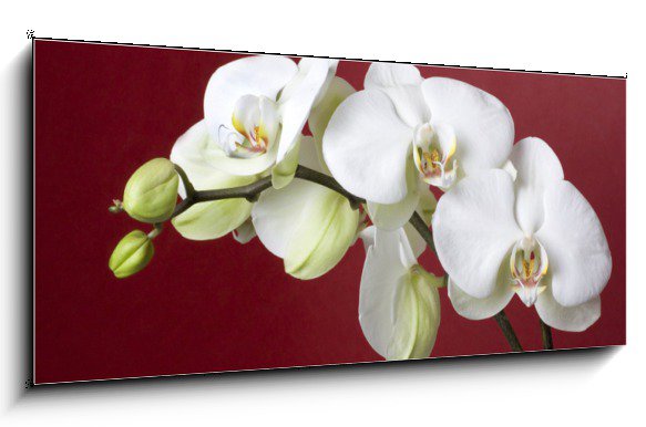 Obraz květů bílé orchidee