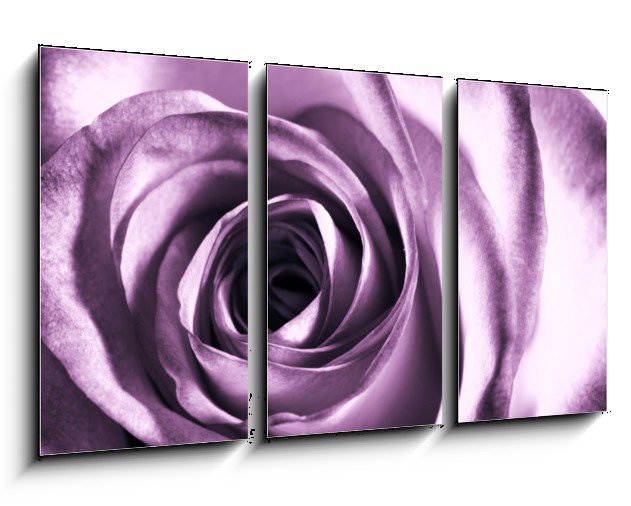 Obraz do bytu fialová růže