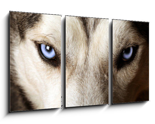 Obraz do bytu modré oči psa husky
