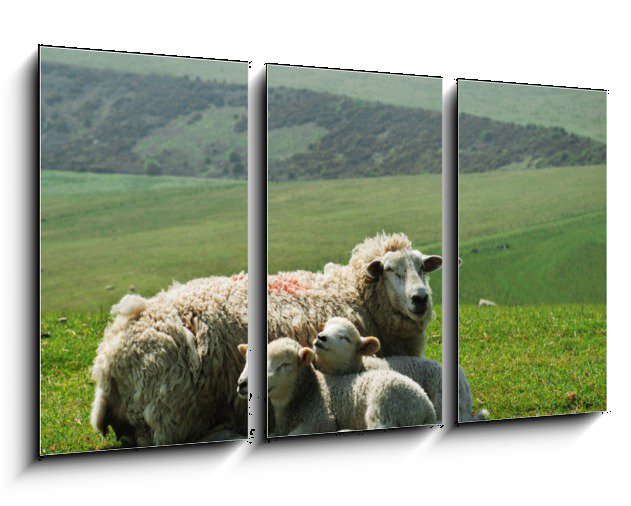 Obraz do bytu ovce s jehňaty