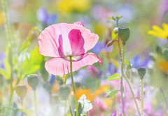 Samolepka flie 145 x 100, 100106194 - summer meadow with red poppy - letn louka s ervenm mkem