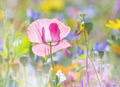 Fototapeta plátno 160 x 116, 100106194 - summer meadow with red poppy - letní louka s červeným mákem