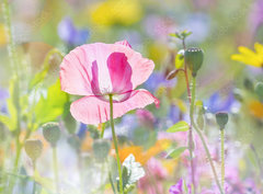 Fototapeta papr 360 x 266, 100106194 - summer meadow with red poppy