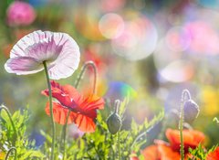 Samolepka flie 100 x 73, 100107634 - spring meadow with red poppies