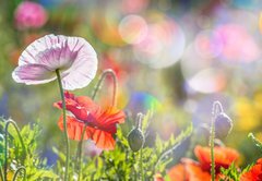 Fototapeta vliesov 145 x 100, 100107634 - spring meadow with red poppies