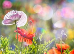 Fototapeta plátno 160 x 116, 100107634 - spring meadow with red poppies - jarní louka s červenými máky