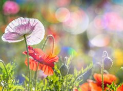 Samolepka flie 270 x 200, 100107634 - spring meadow with red poppies