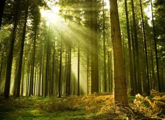 Samolepka flie 100 x 73, 10017097 - Pine forest with the last of the sun shining through the trees. - Borov les s poslednm sluncem, kter z stromy.