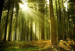 Fototapeta145 x 100  Pine forest with the last of the sun shining through the trees., 145 x 100 cm