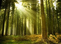 Fototapeta papr 254 x 184, 10017097 - Pine forest with the last of the sun shining through the trees.