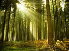 Fototapeta360 x 266  Pine forest with the last of the sun shining through the trees., 360 x 266 cm