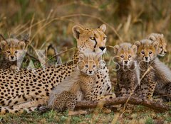 Fototapeta100 x 73  Mother cheetah and her cubs in the savannah. Kenya. Tanzania. Africa. National Park. Serengeti. Maasai Mara. An excellent illustration., 100 x 73 cm