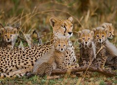 Samolepka flie 100 x 73  Mother cheetah and her cubs in the savannah. Kenya. Tanzania. Africa. National Park. Serengeti. Maasai Mara. An excellent illustration., 100 x 73 cm