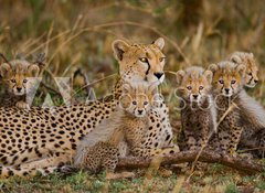 Samolepka flie 100 x 73, 100367879 - Mother cheetah and her cubs in the savannah. Kenya. Tanzania. Africa. National Park. Serengeti. Maasai Mara. An excellent illustration. - Matka gepard a jej mlata v savan. Kea. Tanzanie. Afrika. Nrodn park. Serengeti. Maasai Mara. Vynikajc ilustrace.