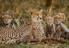 Fototapeta145 x 100  Mother cheetah and her cubs in the savannah. Kenya. Tanzania. Africa. National Park. Serengeti. Maasai Mara. An excellent illustration., 145 x 100 cm