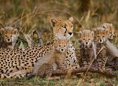 Fototapeta plátno 160 x 116, 100367879 - Mother cheetah and her cubs in the savannah. Kenya. Tanzania. Africa. National Park. Serengeti. Maasai Mara. An excellent illustration. - Matka gepard a její mláďata v savaně. Keňa. Tanzanie. Afrika. Národní park. Serengeti. Maasai Mara. Vynikající ilustrace.