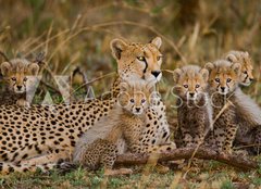 Fototapeta papr 160 x 116, 100367879 - Mother cheetah and her cubs in the savannah. Kenya. Tanzania. Africa. National Park. Serengeti. Maasai Mara. An excellent illustration. - Matka gepard a jej mlata v savan. Kea. Tanzanie. Afrika. Nrodn park. Serengeti. Maasai Mara. Vynikajc ilustrace.