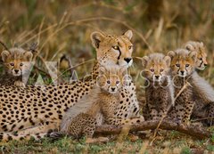 Fototapeta200 x 144  Mother cheetah and her cubs in the savannah. Kenya. Tanzania. Africa. National Park. Serengeti. Maasai Mara. An excellent illustration., 200 x 144 cm