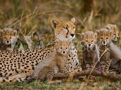 Samolepka flie 270 x 200  Mother cheetah and her cubs in the savannah. Kenya. Tanzania. Africa. National Park. Serengeti. Maasai Mara. An excellent illustration., 270 x 200 cm