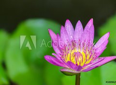 Samolepka flie 100 x 73, 100962988 - Beautiful lotus bloom bright
