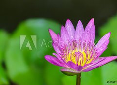 Fototapeta vliesov 100 x 73, 100962988 - Beautiful lotus bloom bright