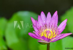 Fototapeta174 x 120  Beautiful lotus bloom bright, 174 x 120 cm