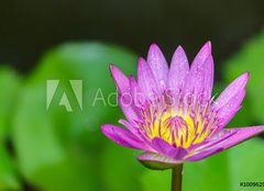 Fototapeta240 x 174  Beautiful lotus bloom bright, 240 x 174 cm