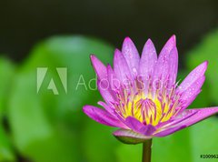 Fototapeta vliesov 270 x 200, 100962988 - Beautiful lotus bloom bright - Krsn lotus kvetou jasn