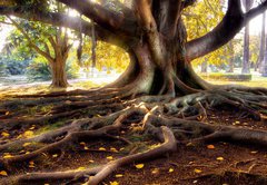 Fototapeta145 x 100  Centenarian tree with large trunk and big roots above the ground, 145 x 100 cm