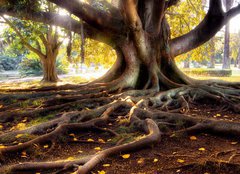 Fototapeta pltno 240 x 174, 10128552 - Centenarian tree with large trunk and big roots above the ground