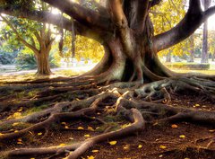 Fototapeta330 x 244  Centenarian tree with large trunk and big roots above the ground, 330 x 244 cm