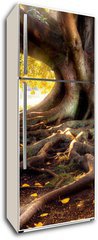Samolepka na lednici flie 80 x 200, 10128552 - Centenarian tree with large trunk and big roots above the ground - Centensk strom s velkm kmenem a velkmi koeny nad zem
