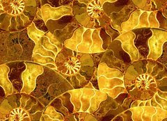 Fototapeta pltno 240 x 174, 101973426 - ammonite nautilus sea shell fossil background - ammonite nautilus mosk shell fosiln pozad