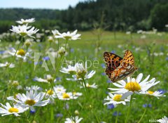 Samolepka flie 100 x 73, 10201983 - Butterfly Queen of Spain Fritillary - spring landscape