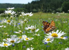 Samolepka flie 100 x 73, 10201983 - Butterfly Queen of Spain Fritillary - spring landscape - Butterfly krlovna panlska Fritillary