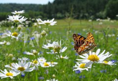 Samolepka flie 145 x 100, 10201983 - Butterfly Queen of Spain Fritillary - spring landscape - Butterfly krlovna panlska Fritillary