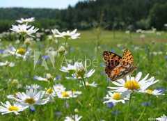 Fototapeta pltno 160 x 116, 10201983 - Butterfly Queen of Spain Fritillary - spring landscape - Butterfly krlovna panlska Fritillary