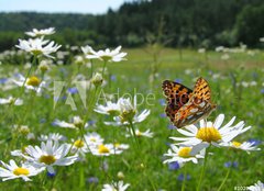 Fototapeta254 x 184  Butterfly Queen of Spain Fritillary  spring landscape, 254 x 184 cm