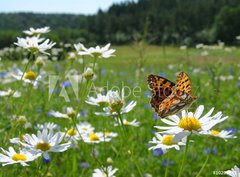 Fototapeta330 x 244  Butterfly Queen of Spain Fritillary  spring landscape, 330 x 244 cm