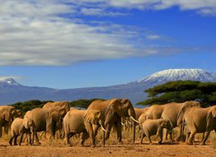 Fototapeta vliesov 100 x 73, 10215538 - Kilimanjaro And Elephants