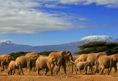 Fototapeta145 x 100  Kilimanjaro And Elephants, 145 x 100 cm