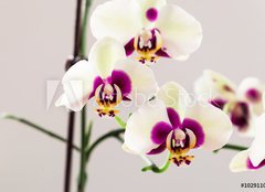 Fototapeta plátno 160 x 116, 102911001 - White with Purple Centre Orchid on White Background, Close-up - Bílá s fialovou středovou orchidejí na bílém pozadí, zavřít